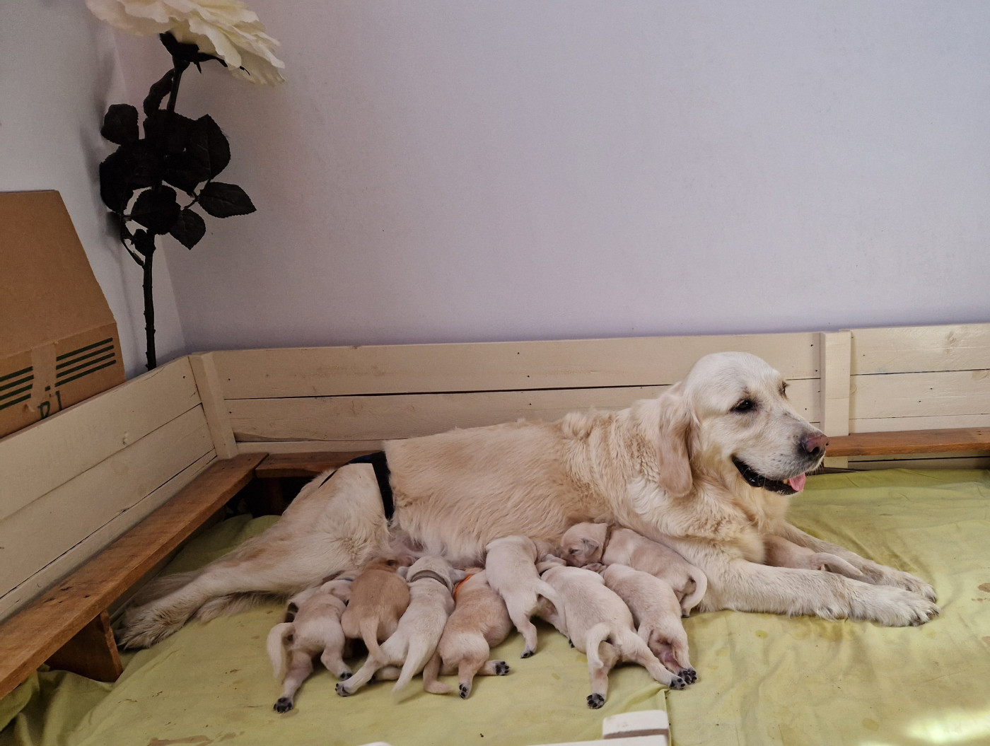 des Shéries d'Occitanie - Golden Retriever - Portée née le 03/08/2026