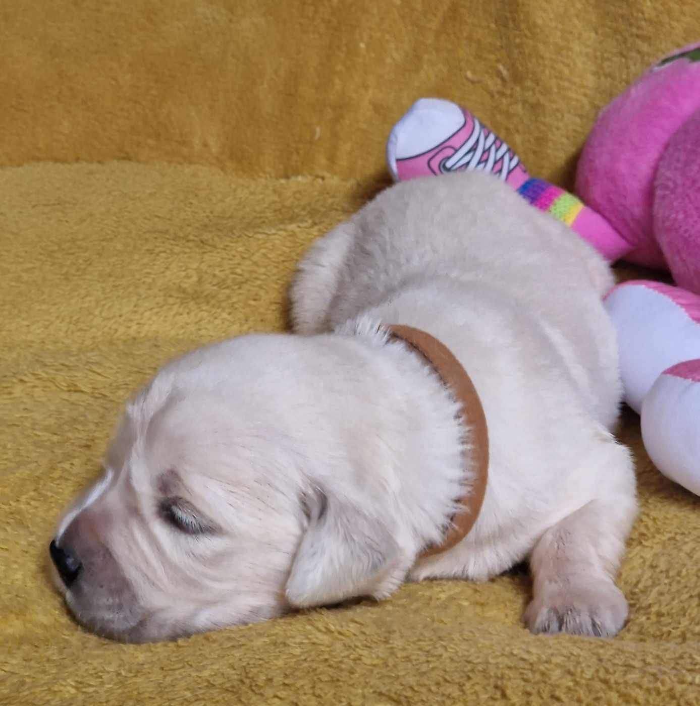 des Shéries d'Occitanie - Chiots disponibles - Golden Retriever