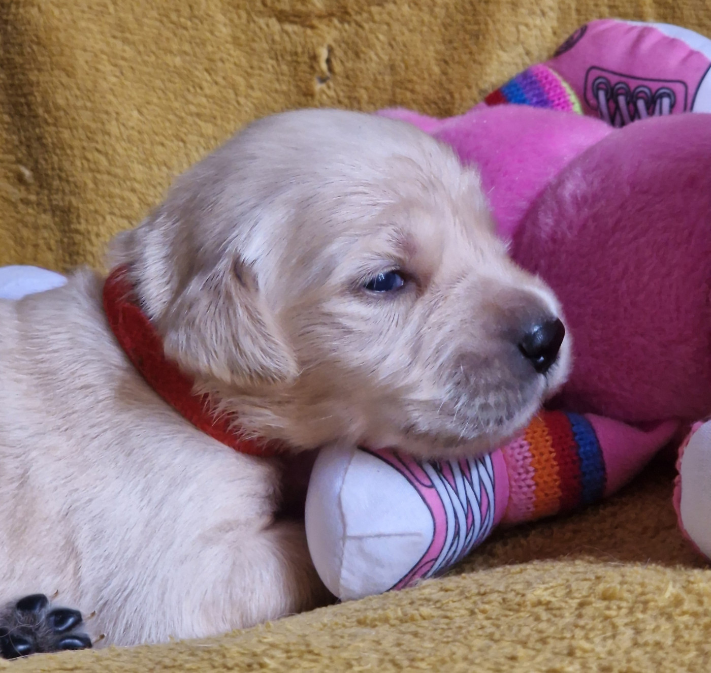 des Shéries d'Occitanie - Chiots disponibles - Golden Retriever