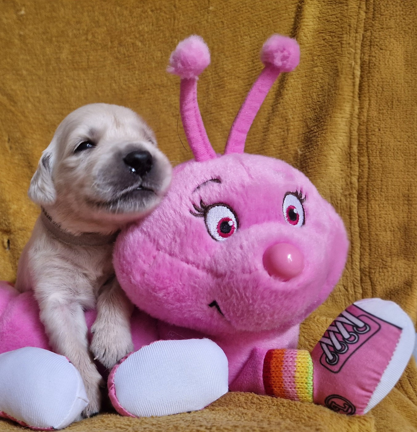des Shéries d'Occitanie - Chiots disponibles - Golden Retriever