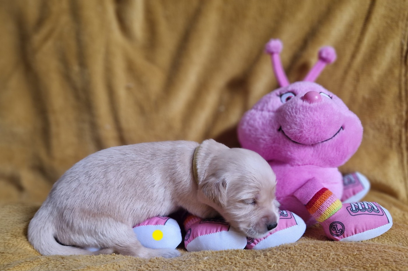 des Shéries d'Occitanie - Chiots disponibles - Golden Retriever