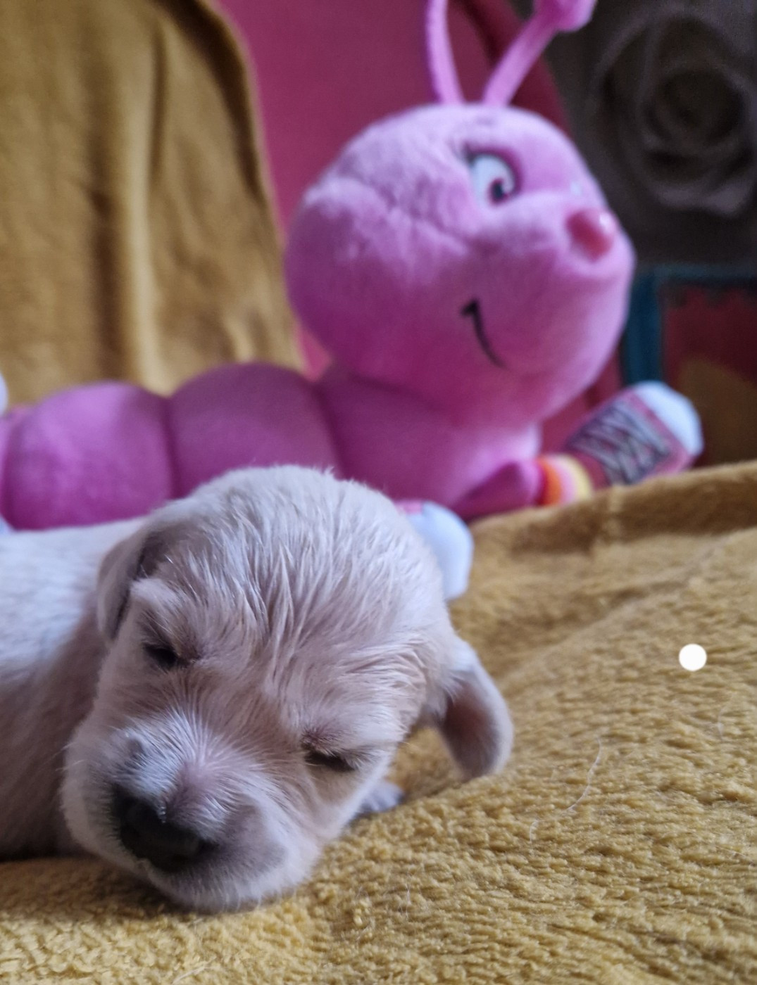 des Shéries d'Occitanie - Chiots disponibles - Golden Retriever