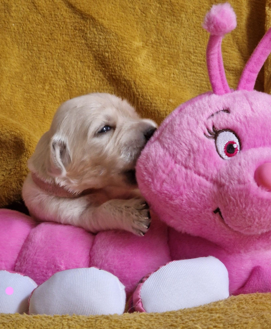 des Shéries d'Occitanie - Chiots disponibles - Golden Retriever