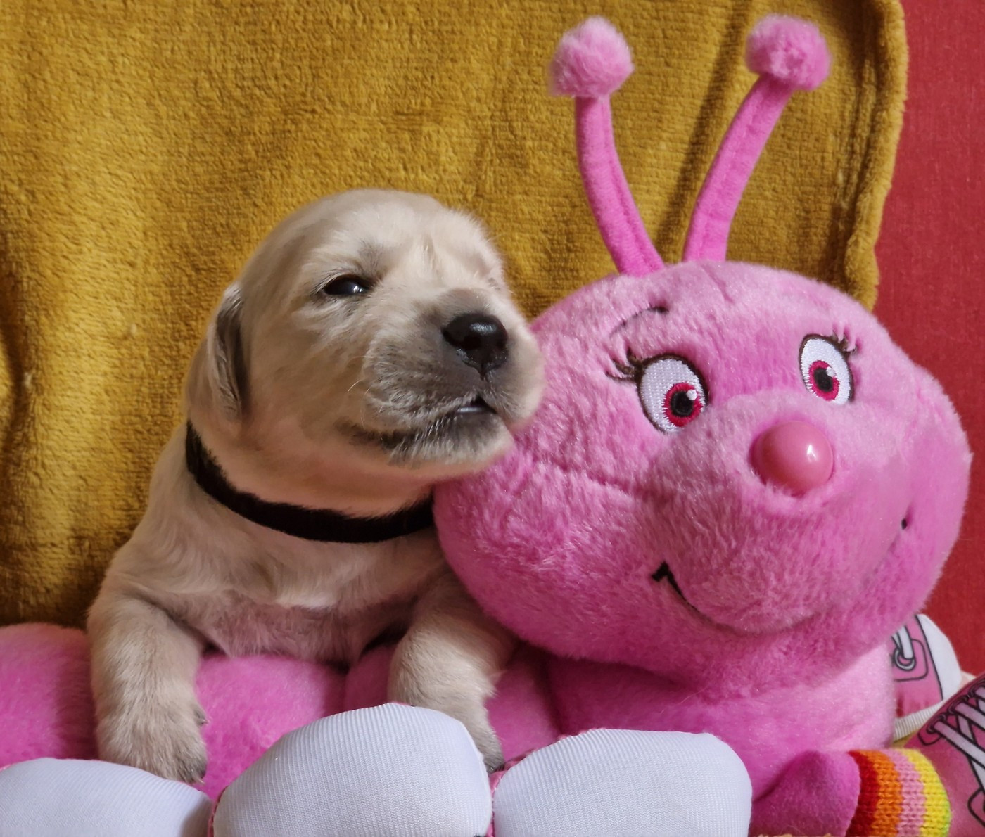 des Shéries d'Occitanie - Chiots disponibles - Golden Retriever