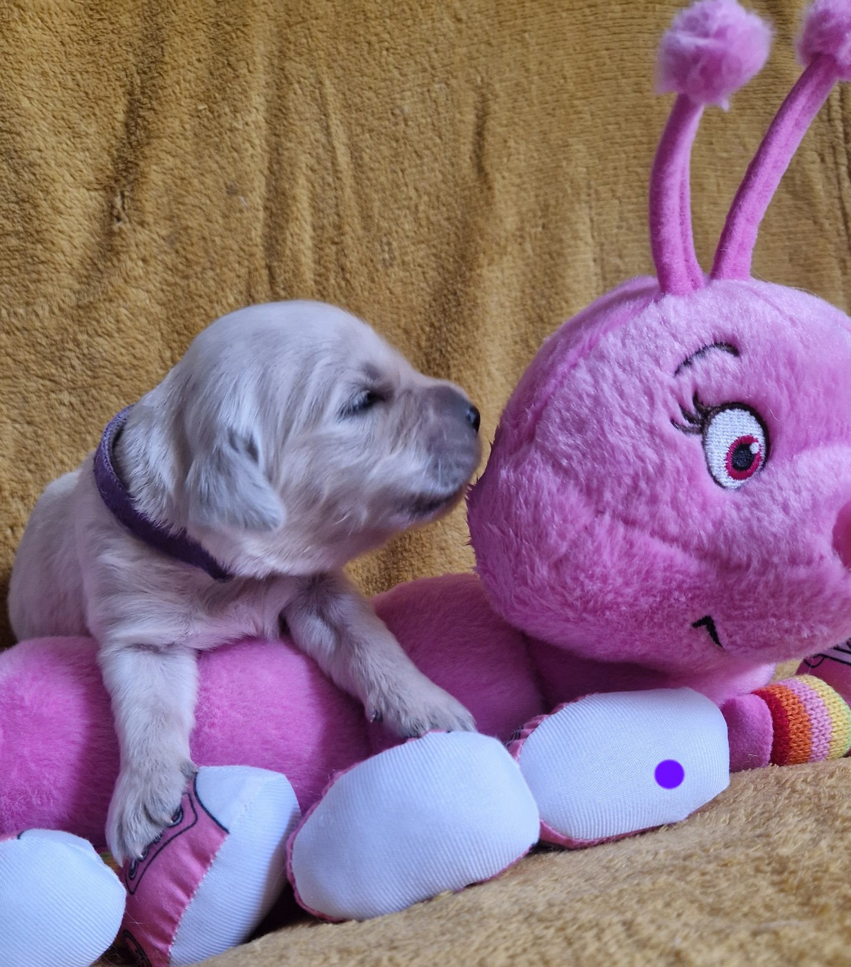 des Shéries d'Occitanie - Chiots disponibles - Golden Retriever