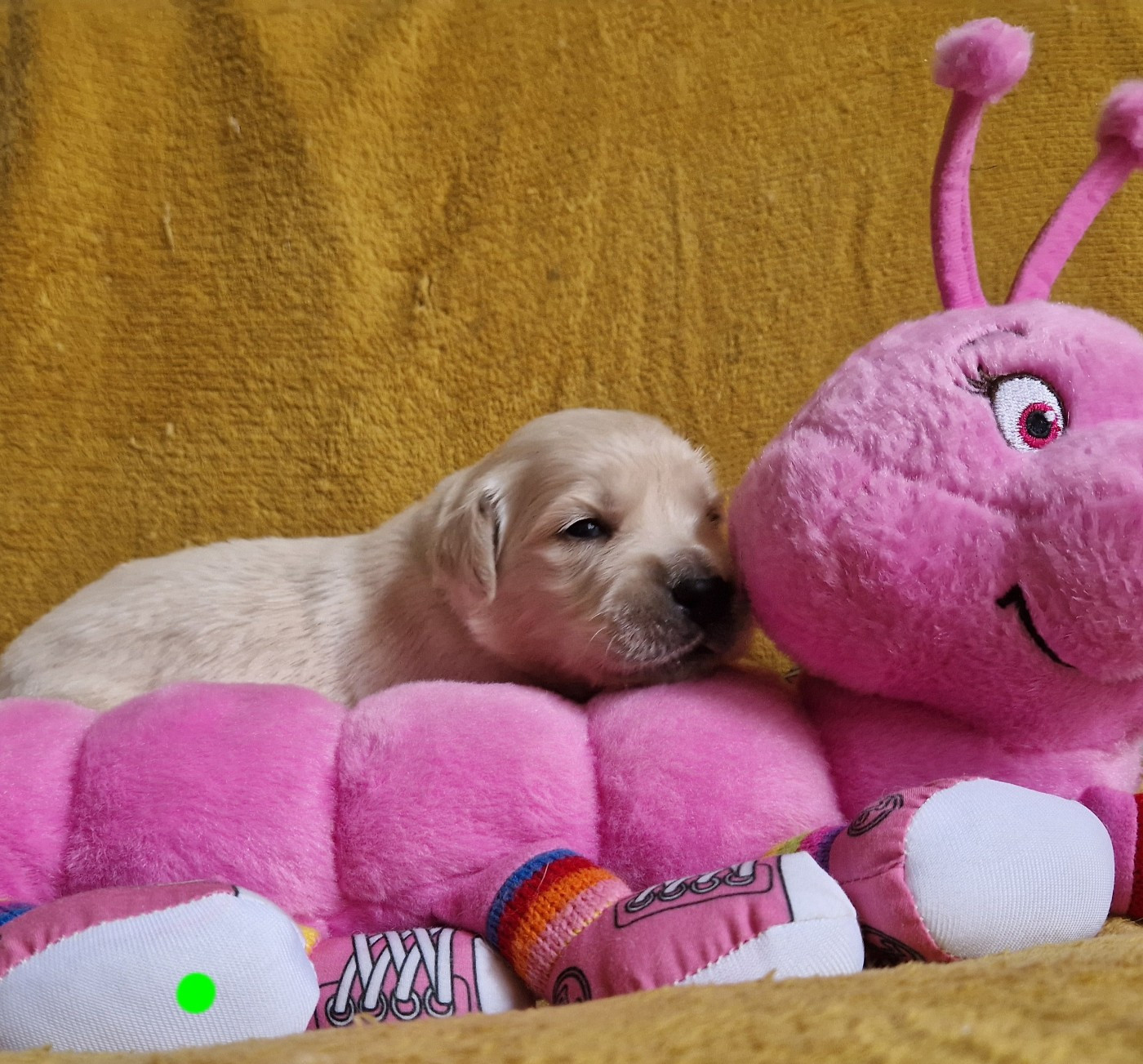 des Shéries d'Occitanie - Chiots disponibles - Golden Retriever
