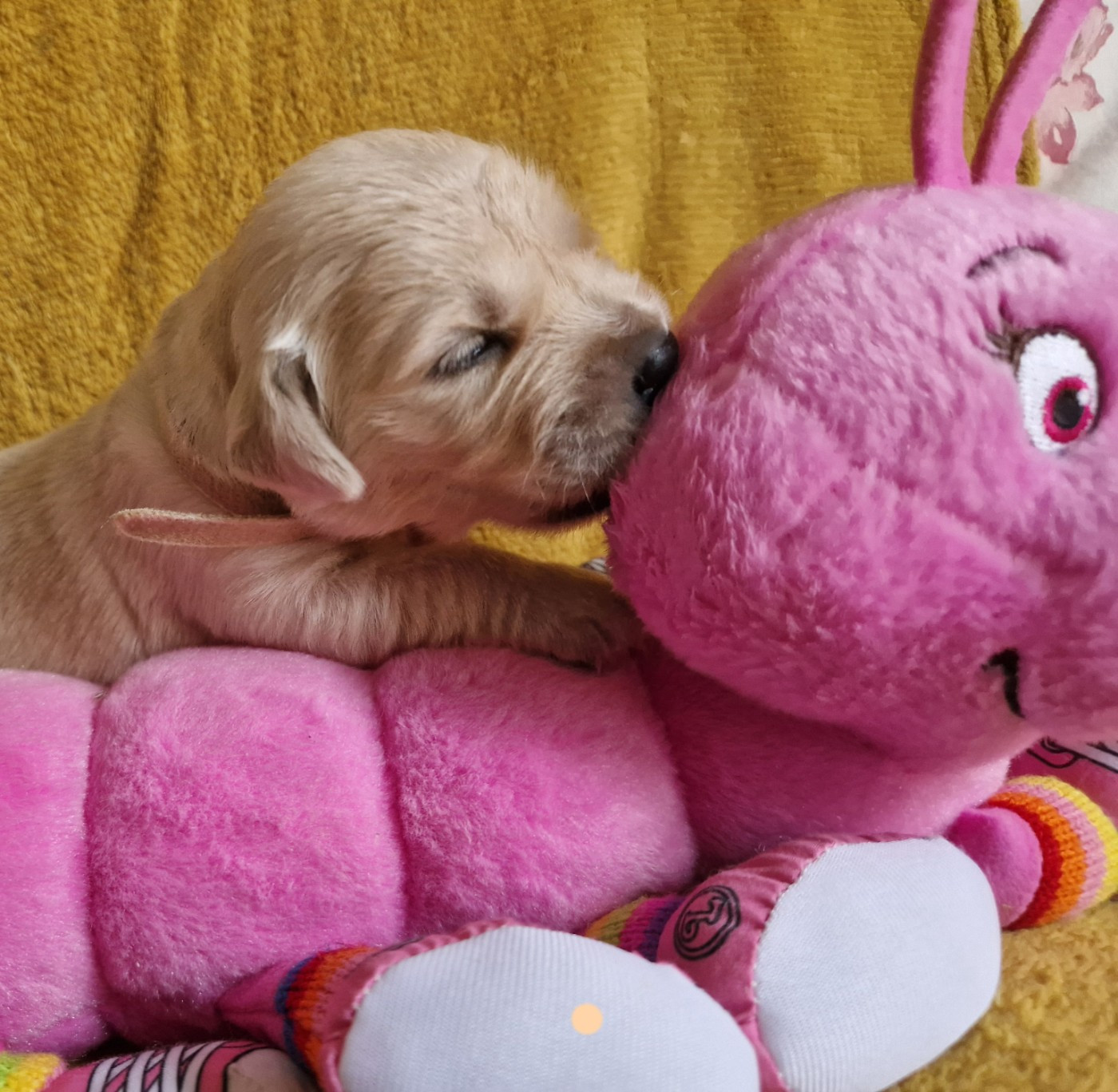 des Shéries d'Occitanie - Chiots disponibles - Golden Retriever