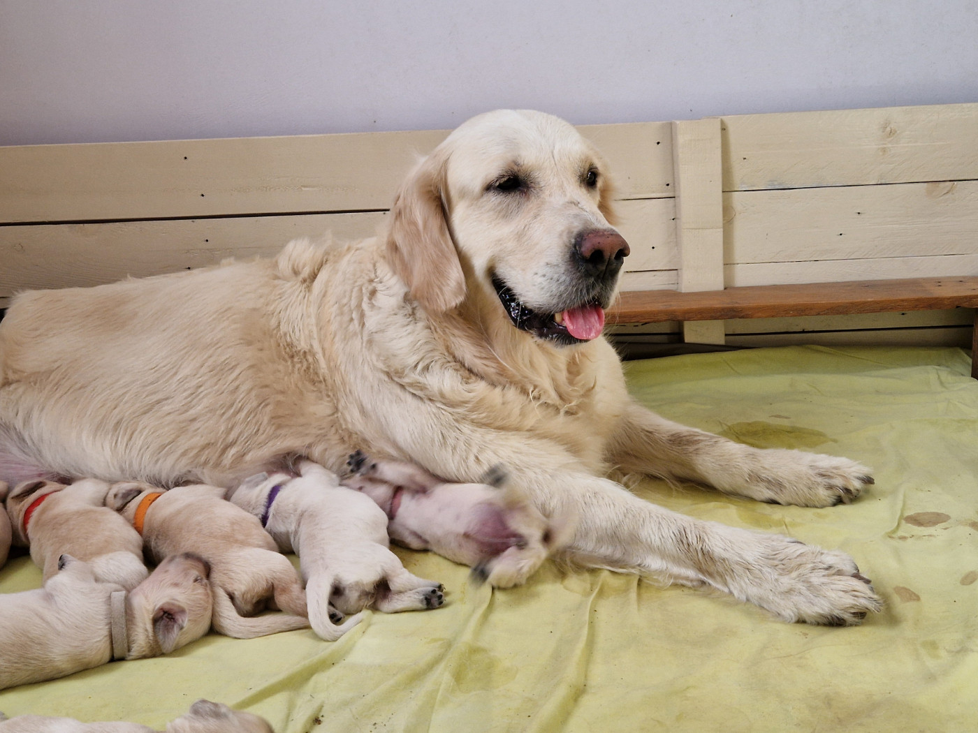 Chiot Golden Retriever des Shéries d'Occitanie